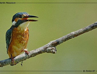 Animali 139